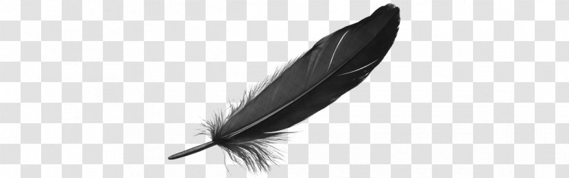 Feather Quill - Black And White - Feder Transparent PNG