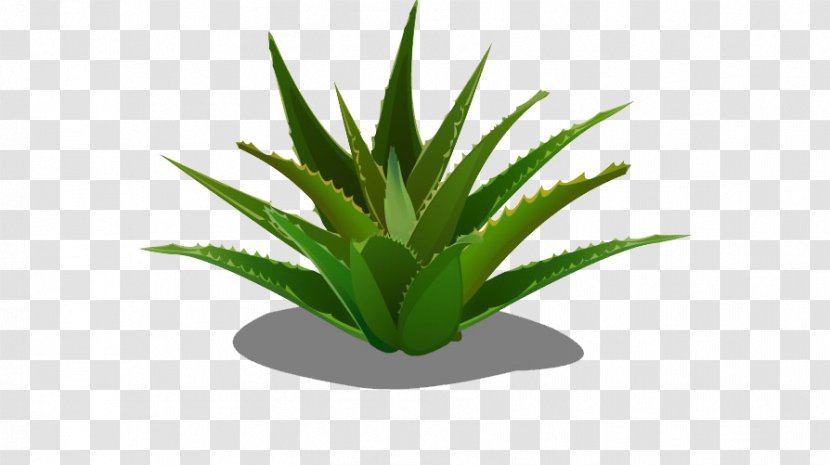 Aloe Vera Forever Living Products Agave Transparent PNG