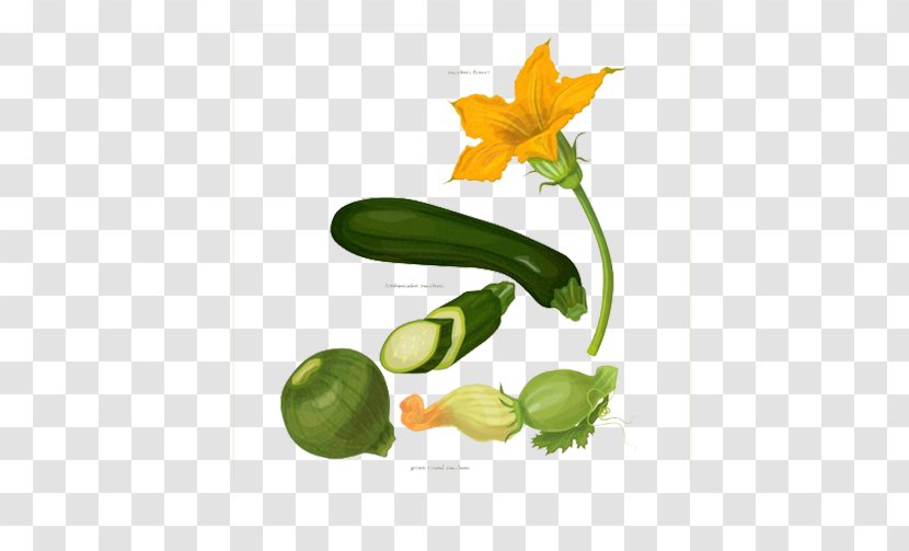 Zucchini Vegetable Pumpkin Botany - Botanical Illustration - Cucumber Green Healthy Vegetables Transparent PNG