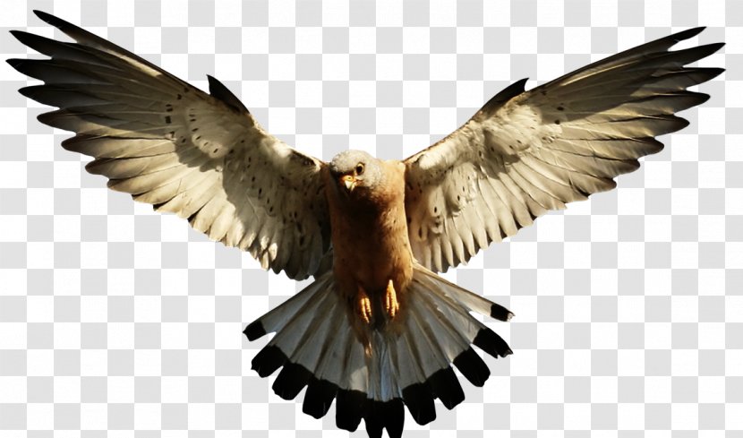 Bald Eagle Transparency Clip Art Image - Hawk - Bird Transparent PNG