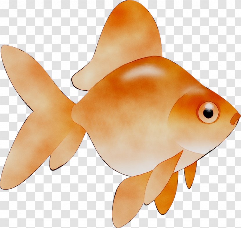 Goldfish Marine Biology Orange S.A. - Feeder Fish Transparent PNG