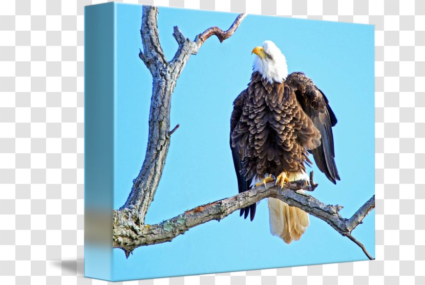 Bald Eagle Hawk Vulture Beak Stock Photography - Bird - Printing Transparent PNG