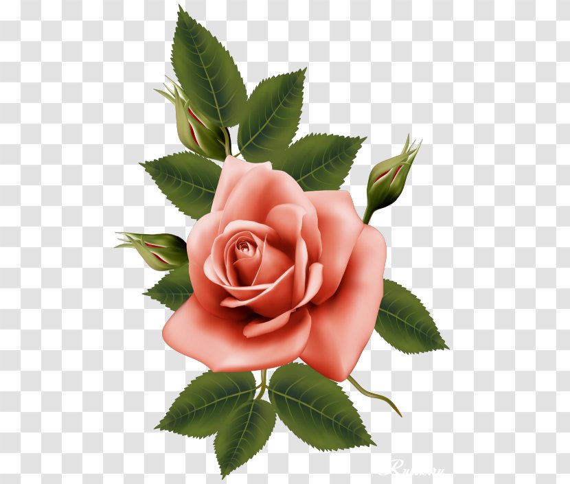 Flower Garden Roses - Rose Family - Beautiful Transparent PNG