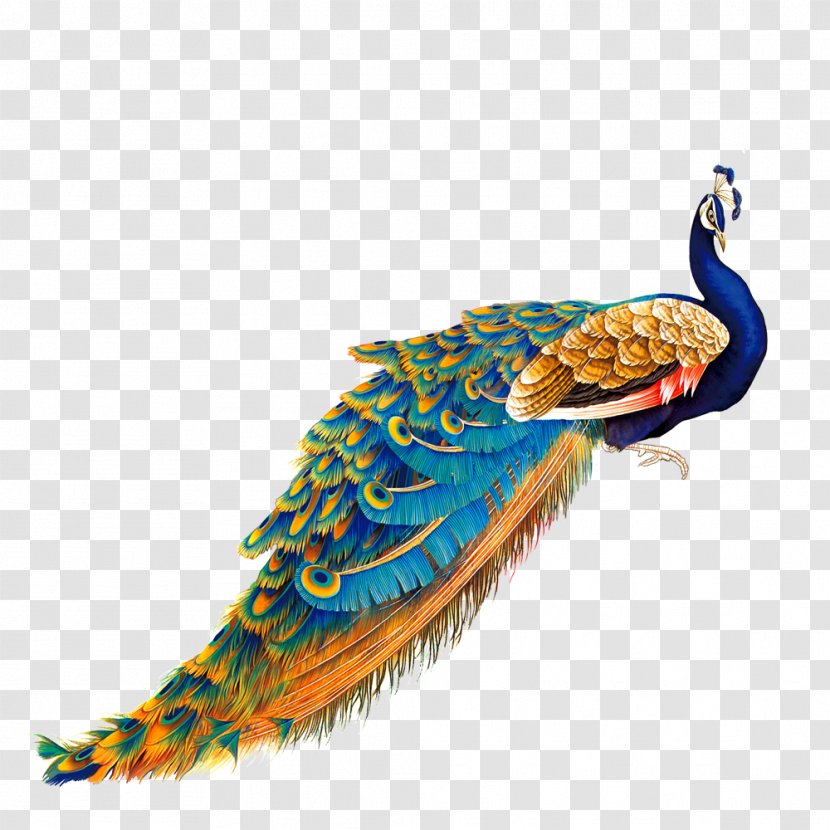Bird Peafowl Painting - Color - Golden Peacock Transparent PNG
