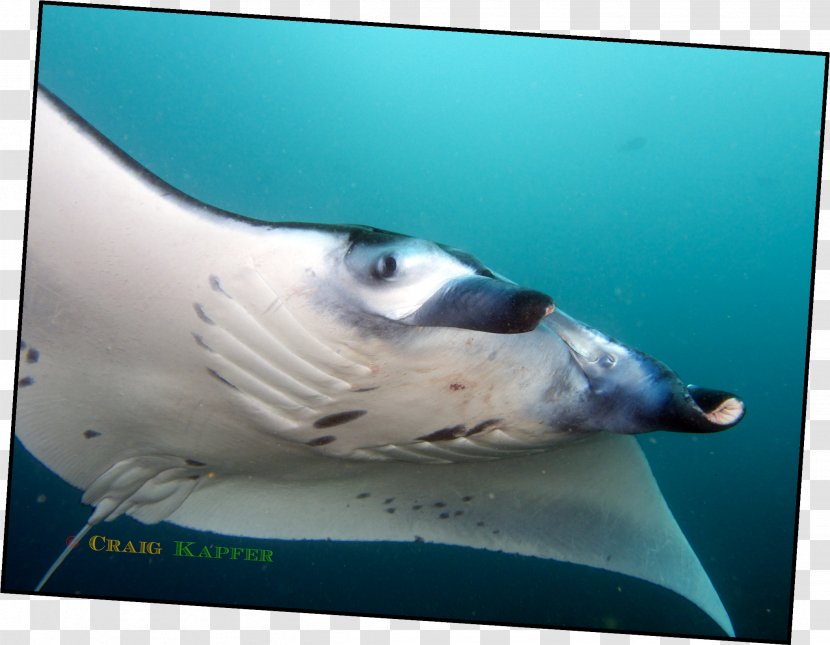 Fish Marine Biology Underwater Mammal Transparent PNG