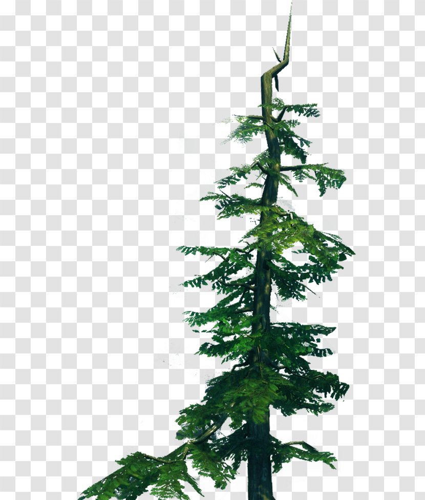Spruce Fir Pine Christmas Tree Larch - Plant Stem Transparent PNG