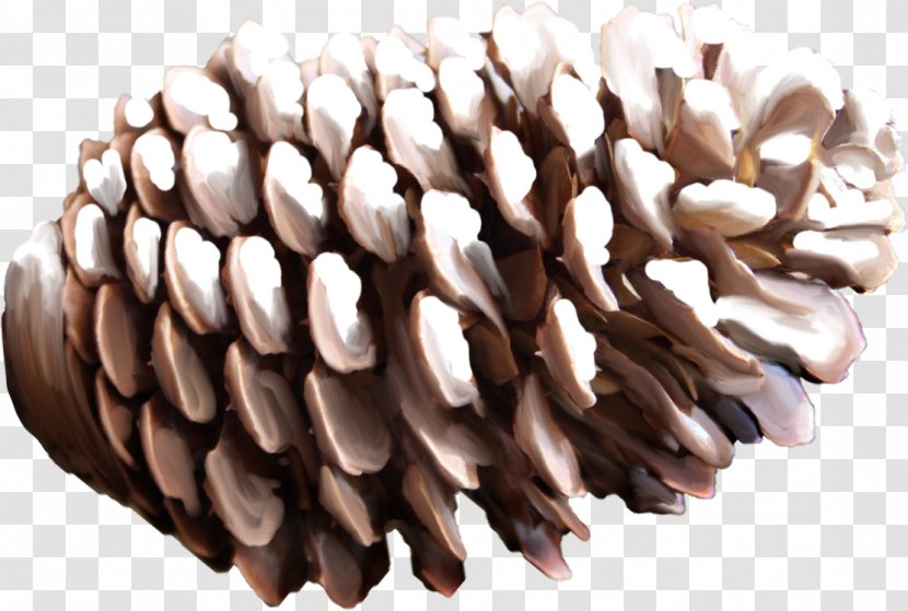 Pine Spruce Conifer Cone Snowflake - Image Resolution Transparent PNG