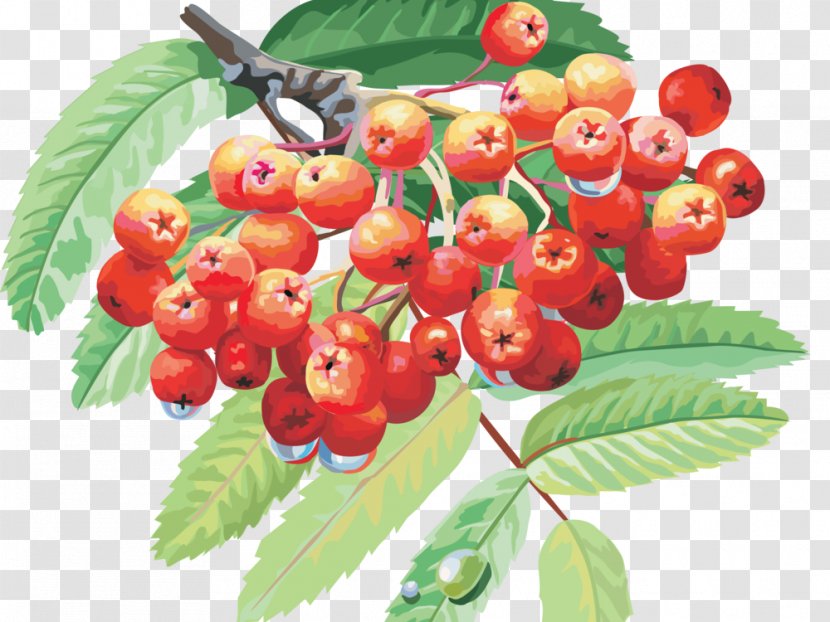 3D Computer Graphics Fruit Drawing - Food - Accessory Transparent PNG