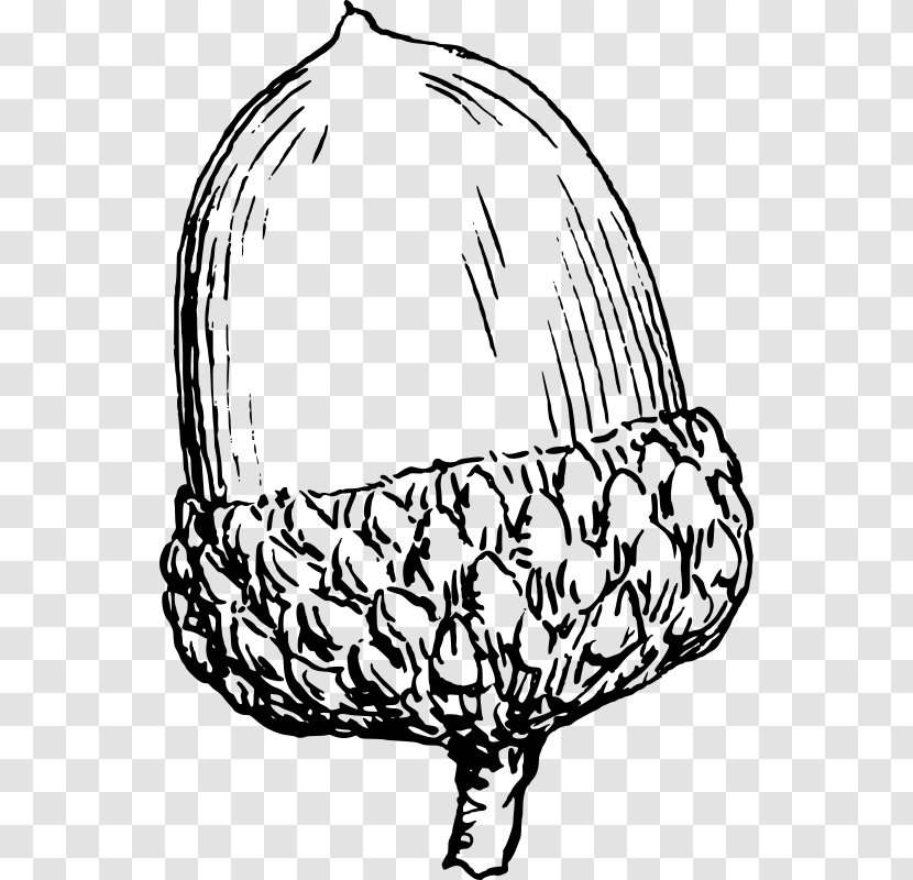 Drawing Acorn Clip Art Transparent PNG