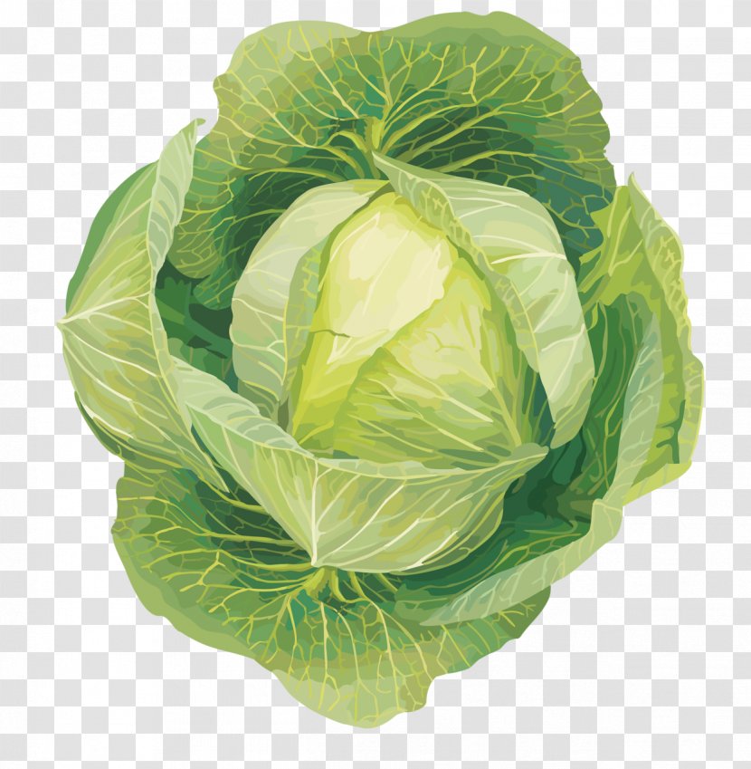 Cabbage Leaf Vegetable Cruciferous Vegetables Clip Art - Spring Greens Transparent PNG