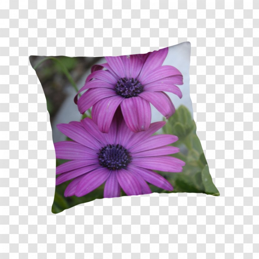 Throw Pillows Cushion African Daisies Lila Gänseblümchen Common Daisy Transparent PNG