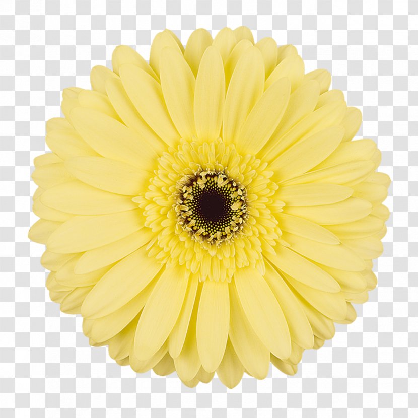 Transvaal Daisy Cut Flowers Chrysanthemum Yellow - Petal - Android Transparent PNG