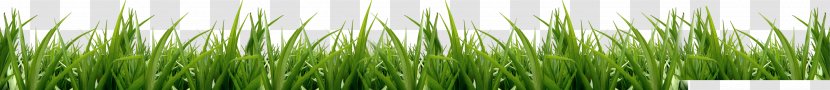 Vetiver Cynodon Meadow Icon - Grass Transparent PNG