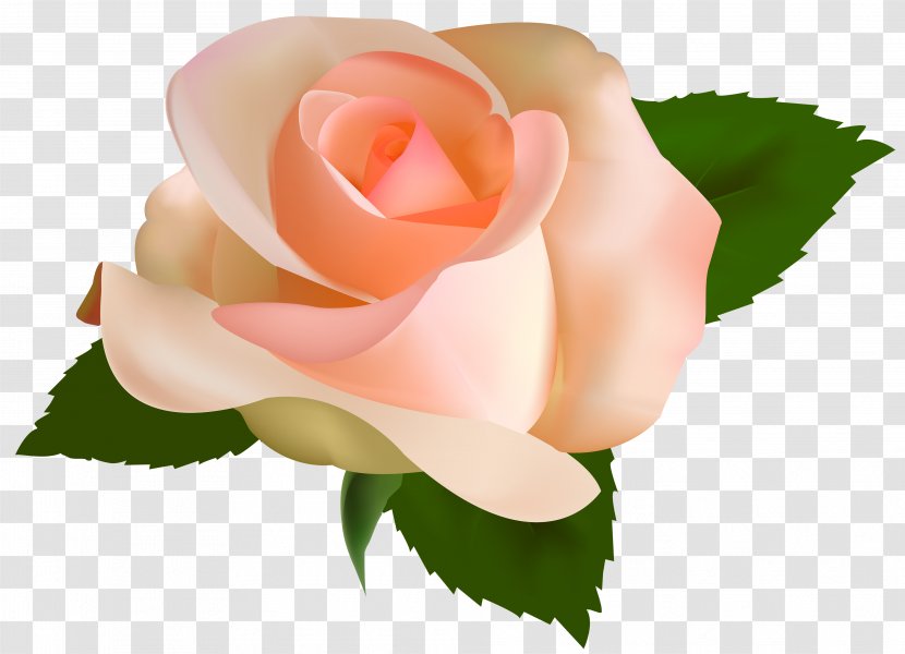 Rose Peach Flower Clip Art - Yellow Transparent PNG