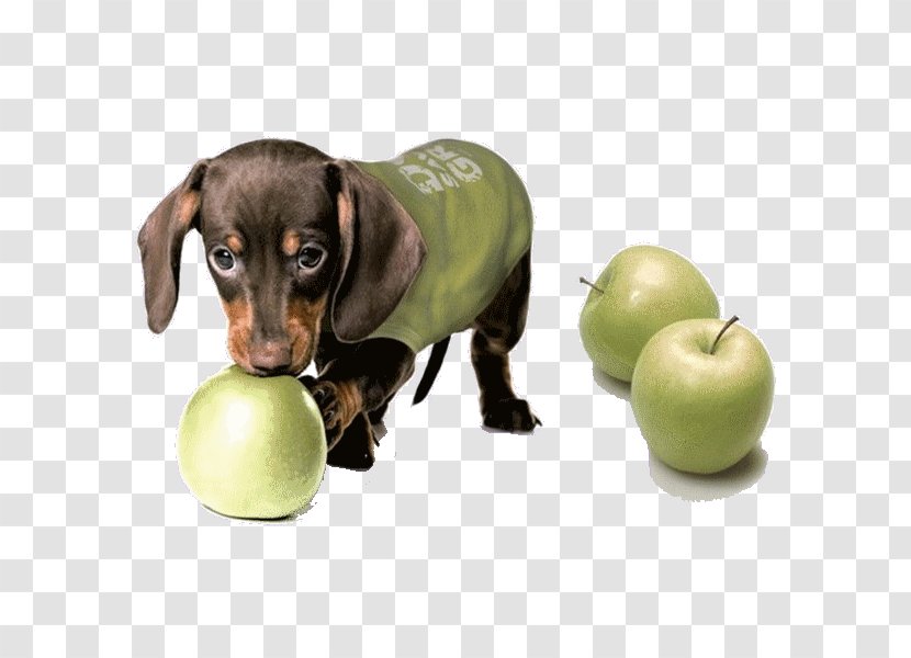 Sphynx Cat Dachshund Puppy Dog Breed Manzana Verde - Puppies And Apples Transparent PNG