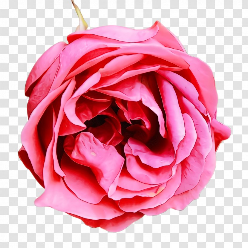 Garden Roses - Rose Family - Plant Hybrid Tea Transparent PNG