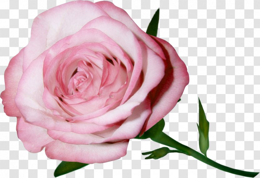 Garden Roses Pink Flower Centifolia Floribunda - Green Transparent PNG