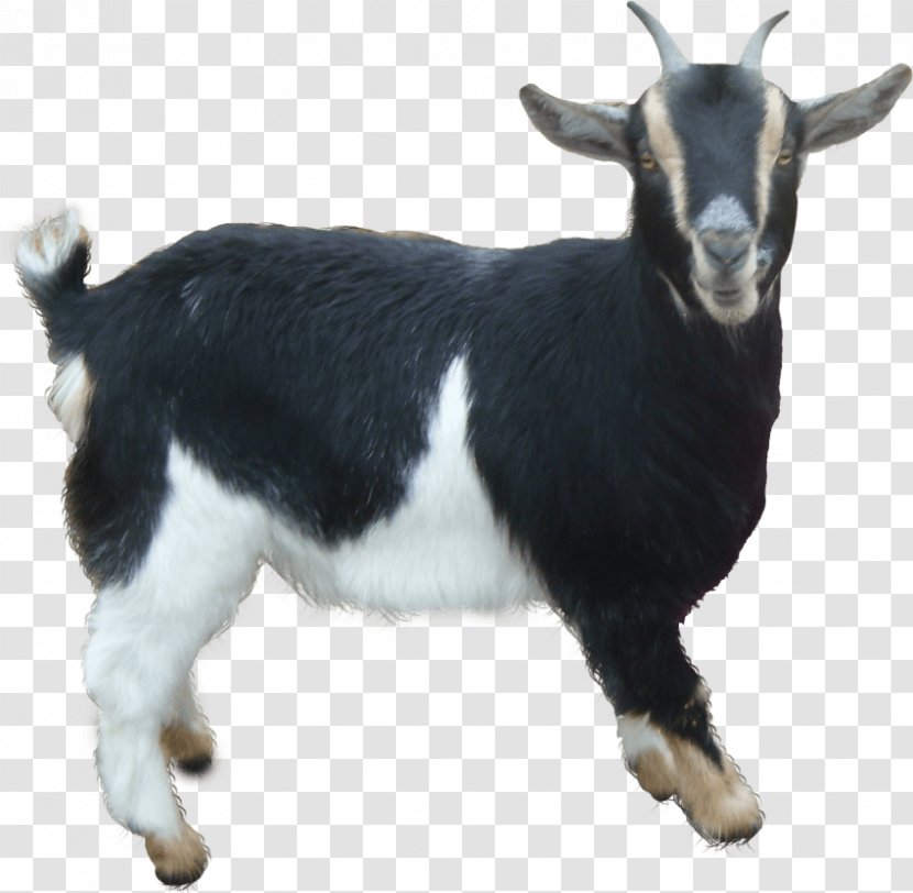 Anglo-Nubian Goat Boer Jacob Sheep - Image File Formats - Wolf And The Seven Young Goats Transparent PNG