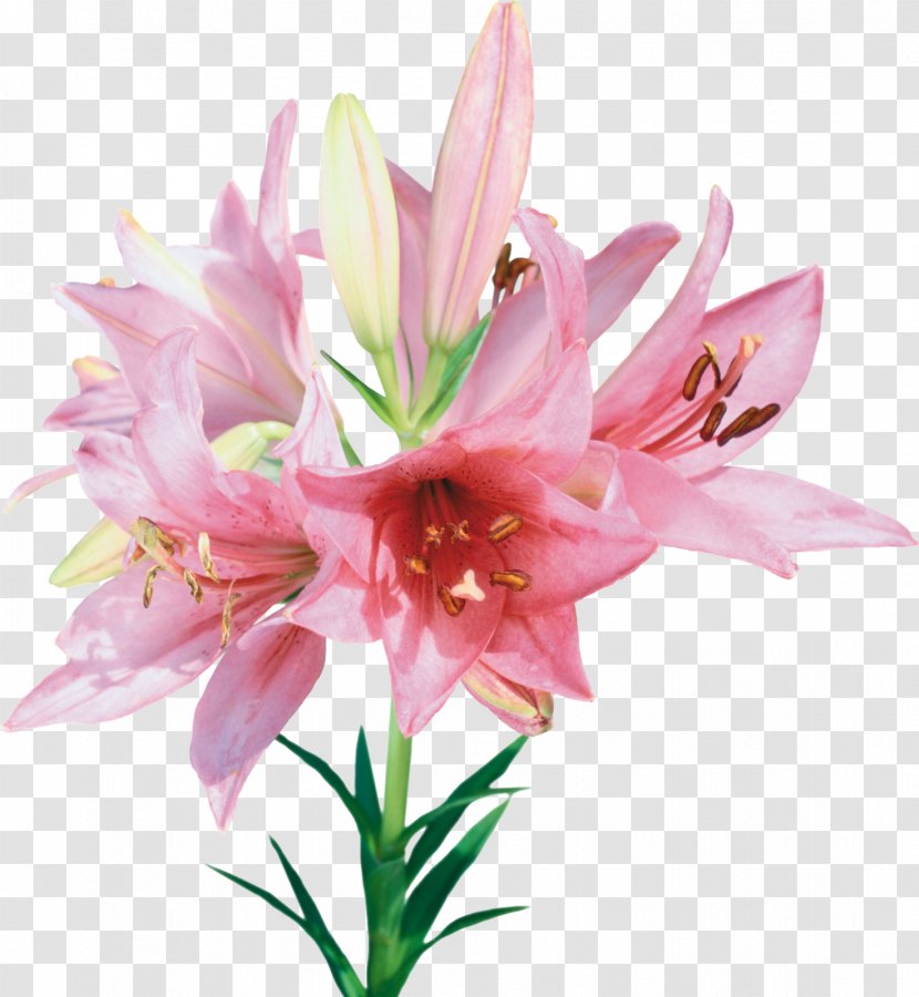 Flower Bouquet - FLORES Transparent PNG