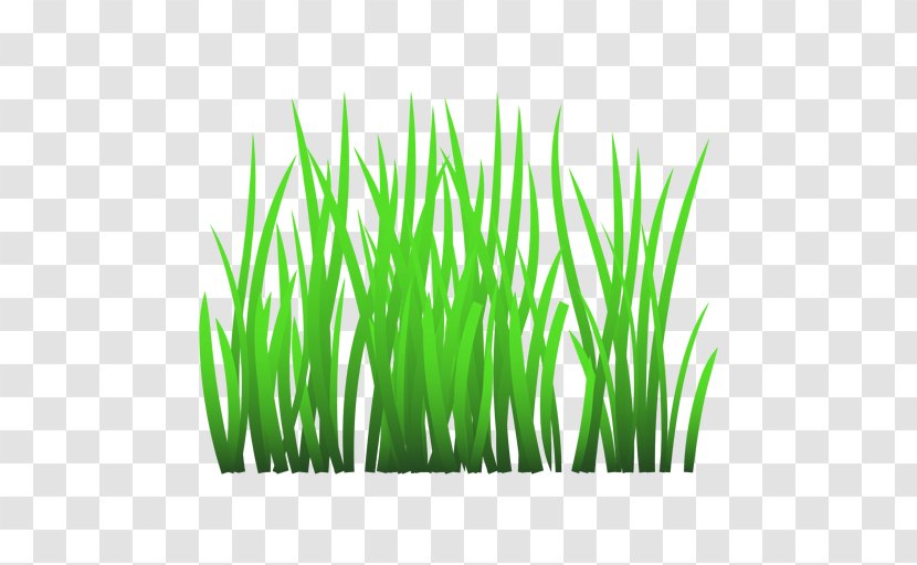 Clip Art Vector Graphics Illustration Drawing - Grass Family - Artificial Turf Transparent PNG
