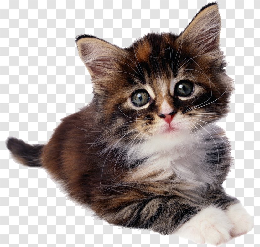 Kitten Sphynx Cat Siamese Donskoy Munchkin - British Shorthair Transparent PNG