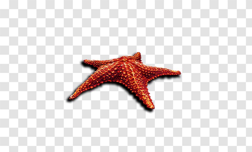 Clip Art - Yandex Search - Starfish Transparent PNG