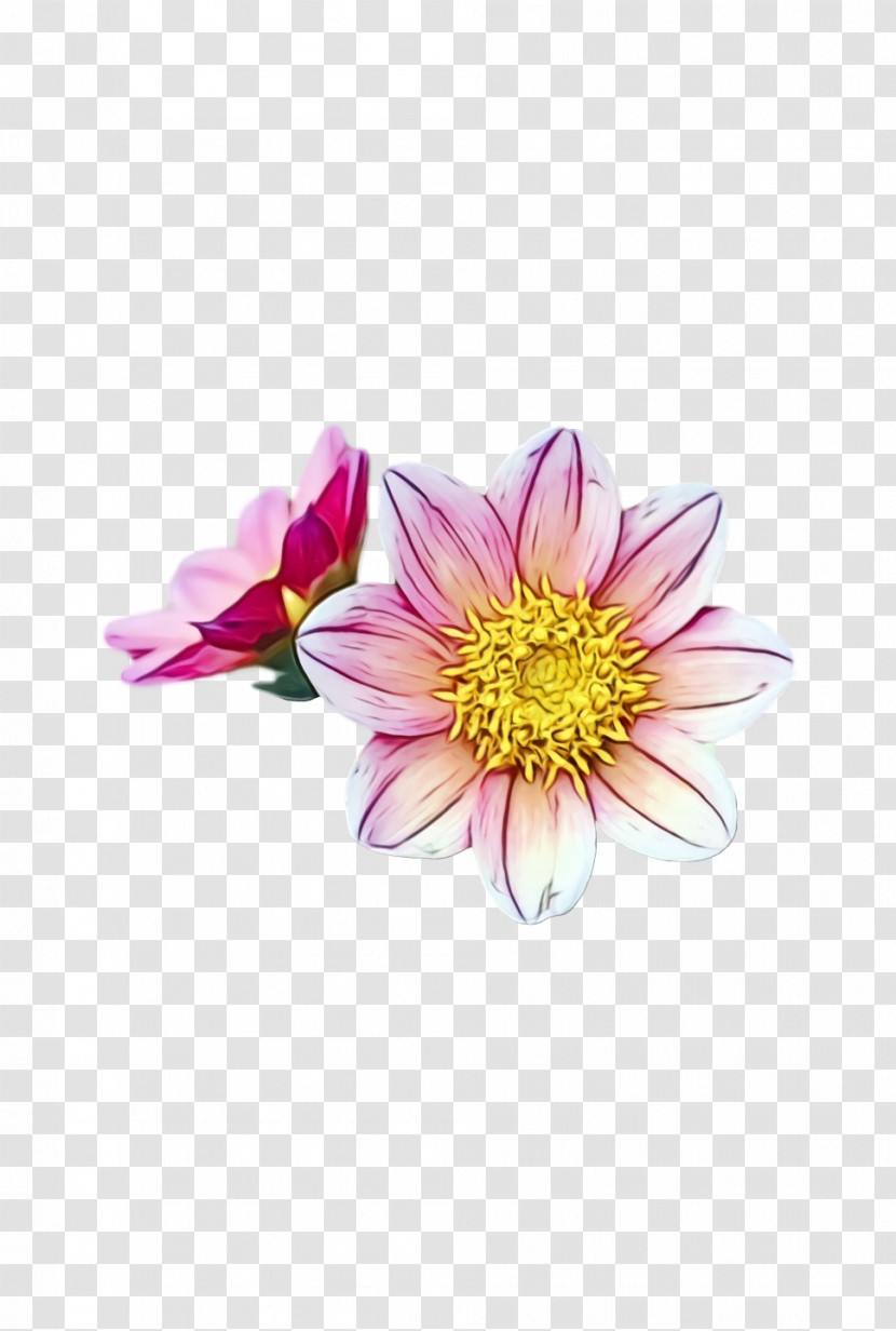 Dahlia Chrysanthemum Cut Flowers Petal Flower Transparent PNG
