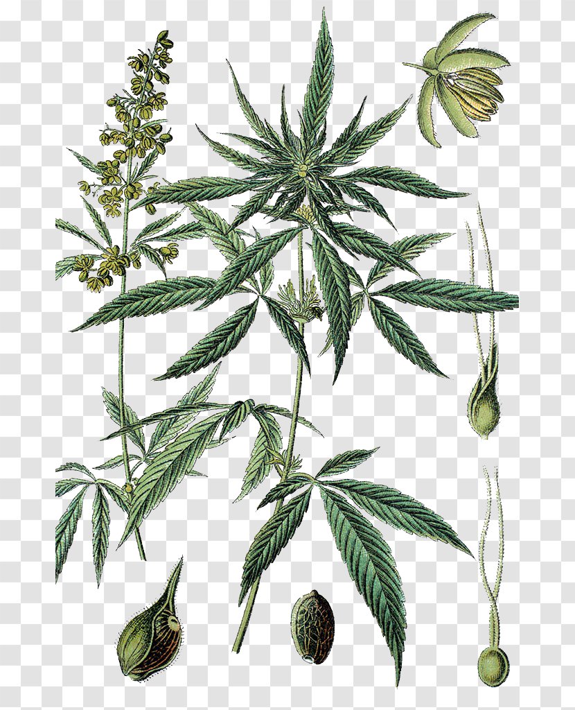 Cannabis Revealed: How The Worlds Most Misunderstood Plant Is Healing Everything From Chronic Pain To Epilepsy Medical - Therapy - Marijuana Hand Painted Transparent PNG