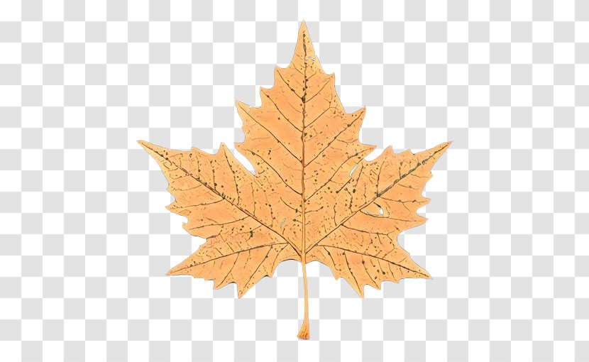 Maple Leaf - Flowering Plant Transparent PNG