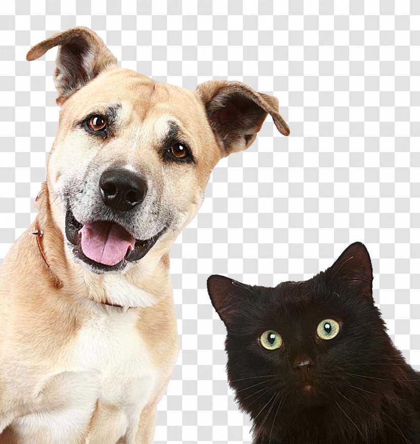 Pet Sitting Dog Daycare Veterinarian - Cattery - Pictures Of Dogs And Cats Transparent PNG