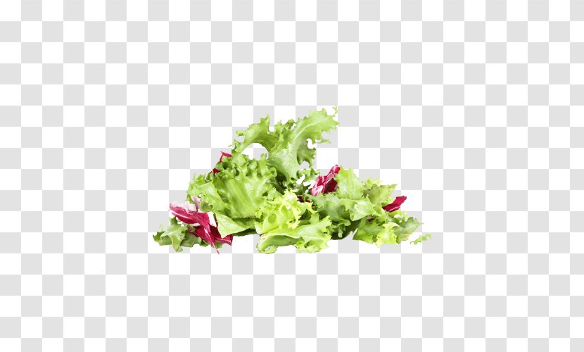 Lettuce Desktop Wallpaper Cichorium Endivia Salad - Flowerpot - Arancia Di Ribera Transparent PNG