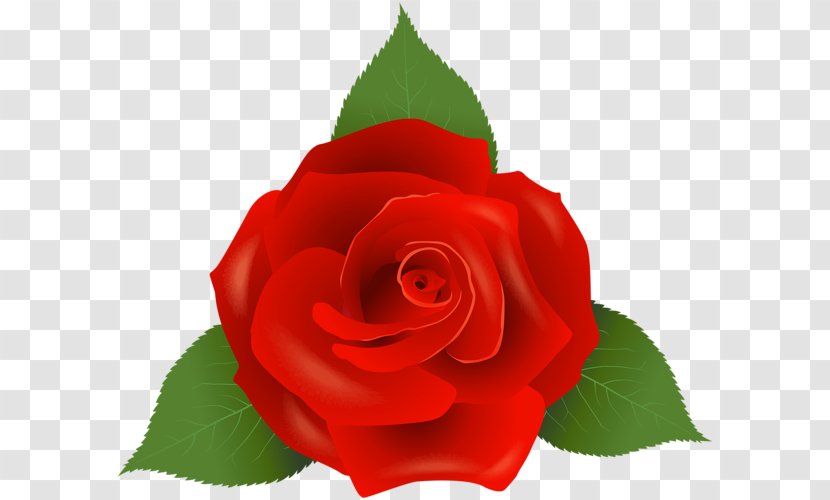 Garden Roses Floribunda Rosaceae - Red Rose Decorative Transparent PNG
