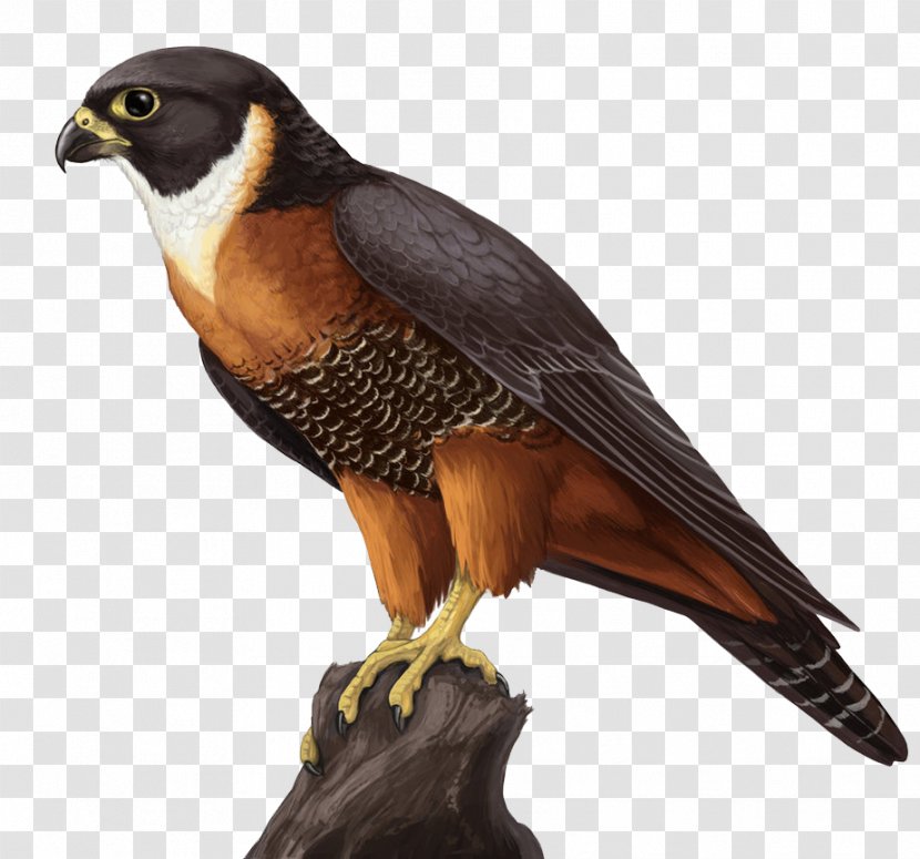 Orange-breasted Falcon Clip Art - Beak Transparent PNG