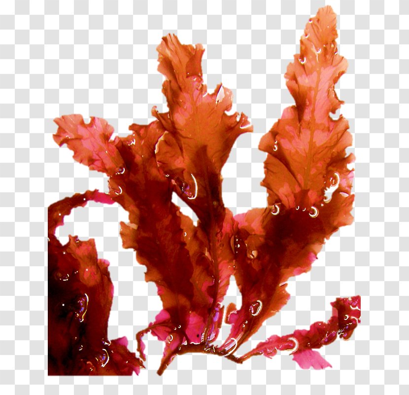 HealTec Debridement Curette Wound Sterilization - Sea Vegetables - Seaweeds Transparent PNG