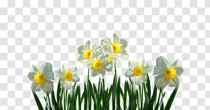 Easter Lily Spring Bulbs Flower Wild Daffodil - Bulb - Gradute Transparent PNG