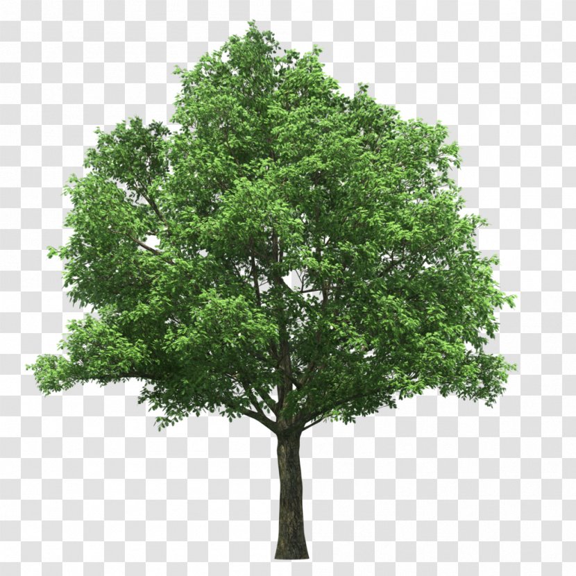 Linden Alley Tree Tilia Platyphyllos Stock Photography - Lindens Transparent PNG