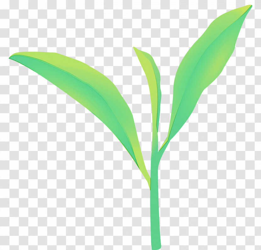 Leaf Green Plant Flower Lily Of The Valley Transparent PNG