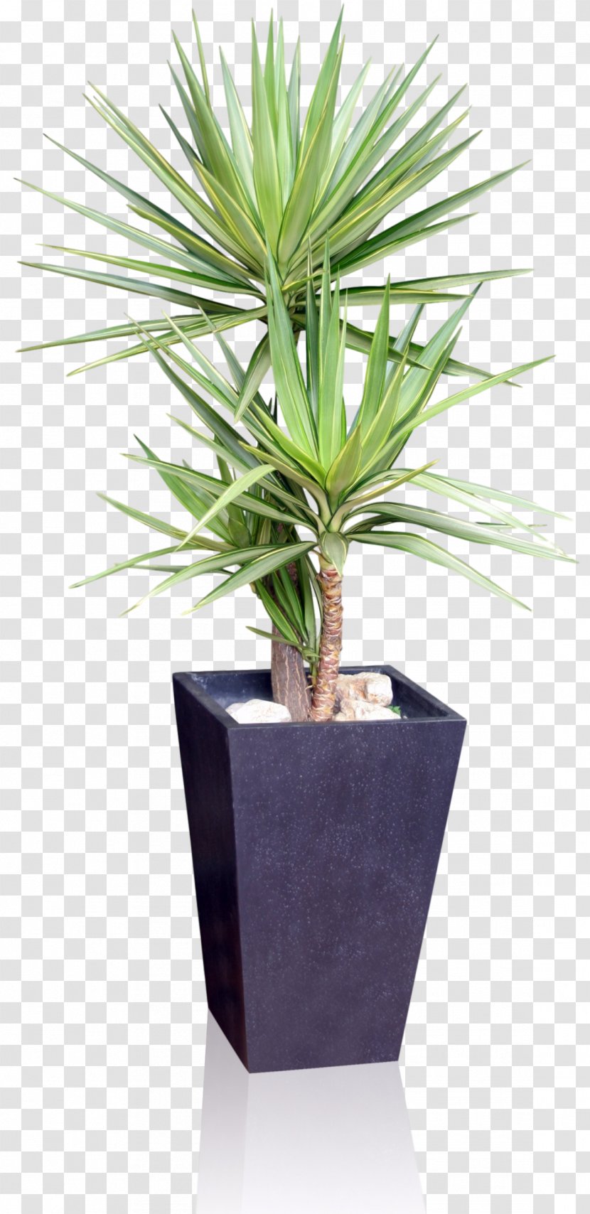 Houseplant Flowerpot Yucca Gloriosa Spineless - Tree - Plant Transparent PNG