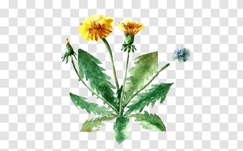 Herb Drawing Medicinal Plants Illustration - Basil - Watercolor Flowers Transparent PNG