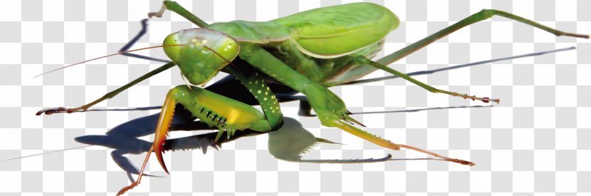 Mantis Insect Euclidean Vector - Membrane Winged - Green Cockroach Transparent PNG