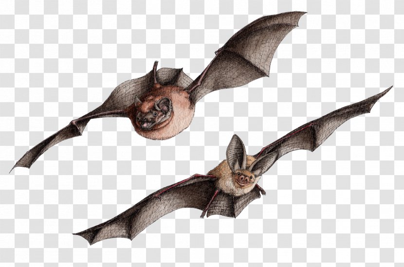 Drawing Brown Long-eared Bat Mount Tongkoko - Fr - Macaque Transparent PNG