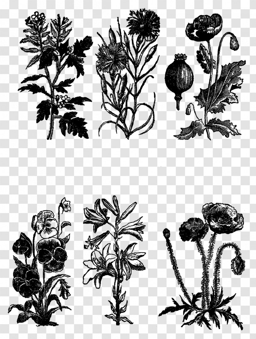 Black And White Woody Plant Visual Arts Monochrome Photography - Botanical Flowers Transparent PNG