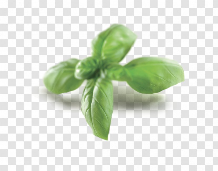 Basil - Vegetable - Basilico Transparent PNG