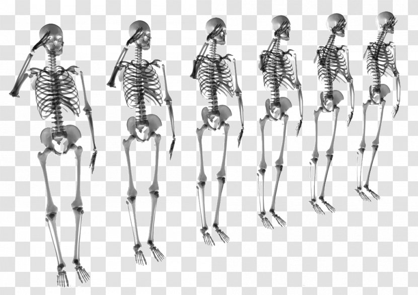 Human Skeleton Bone Stock Photography Skull - Royalty Free - A Row Of Skeletons Transparent PNG