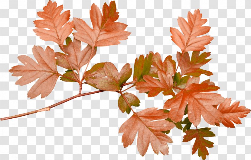 Paper Leaf Flower Clip Art - Plant - Autumn Leaves Transparent PNG