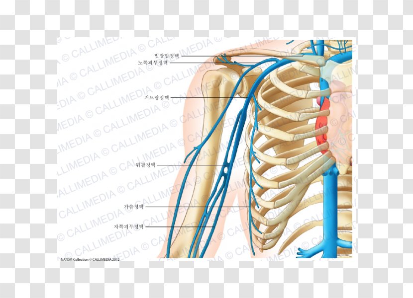 Cephalic Vein Circulatory System Anatomy Human Body - Silhouette - Arm Transparent PNG