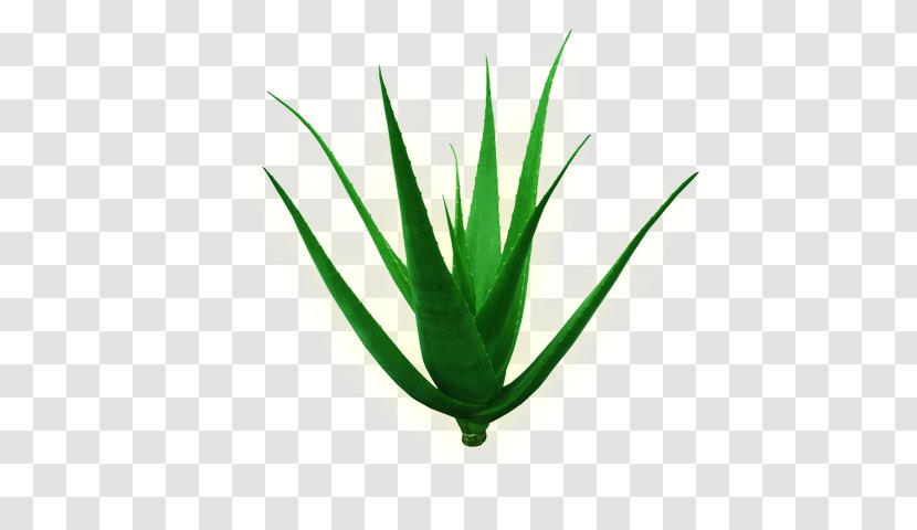 Aloe Vera Plant Stem Leaf Green - Crescimento Transparent PNG