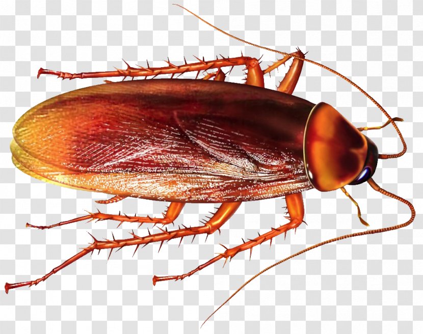 Cockroach Insect Rat Pest Control Mosquito - Parasite - Roach Transparent PNG