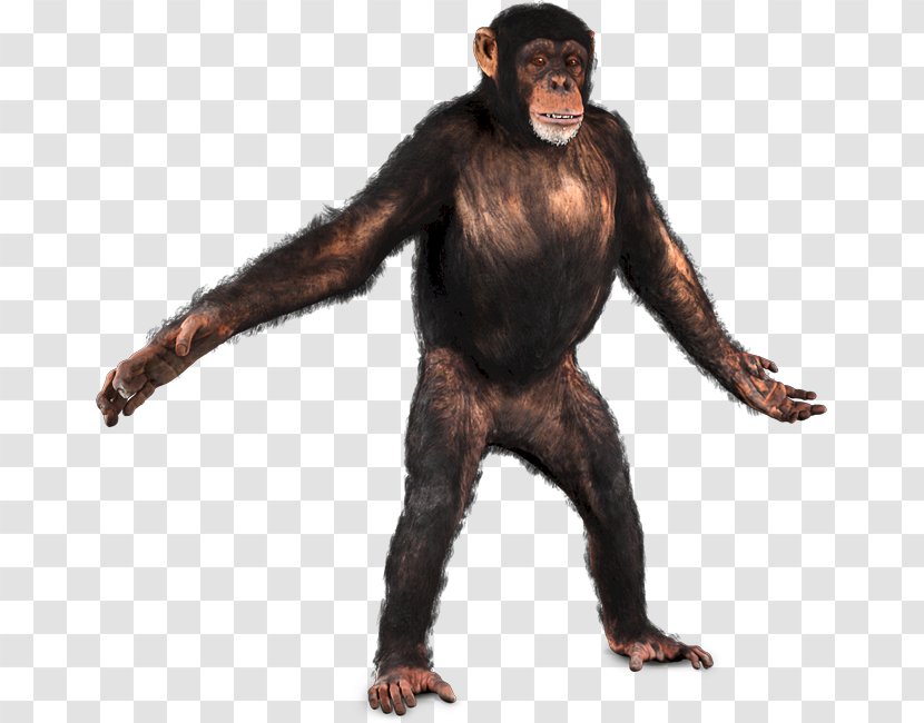 Common Chimpanzee Primate Chroma Key Monkey - Ape Transparent PNG