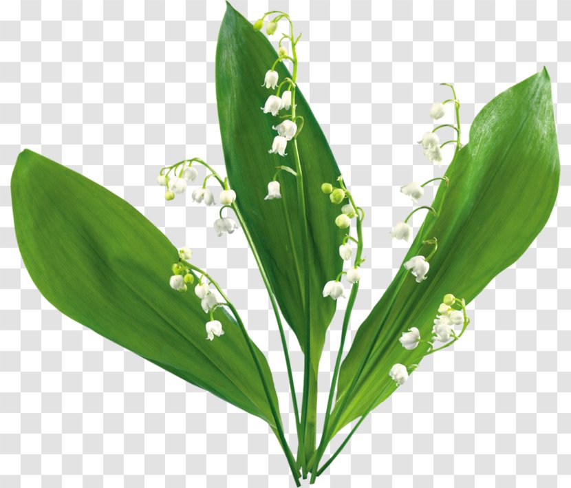 Lily Of The Valley Animaatio Flower Clip Art - Watercolor Transparent PNG